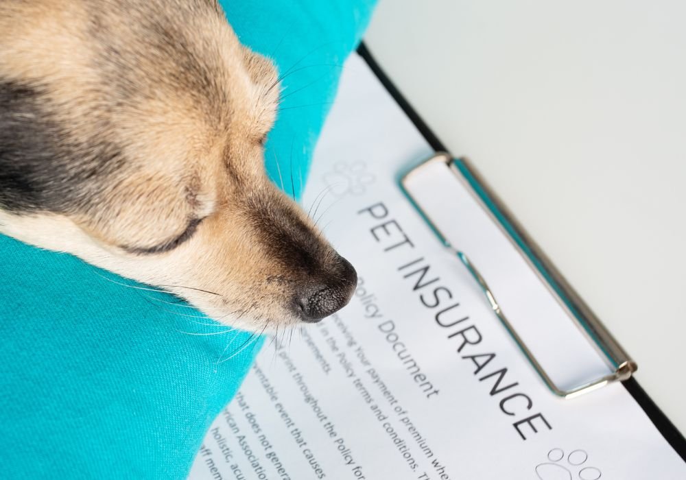 Pet Insurance